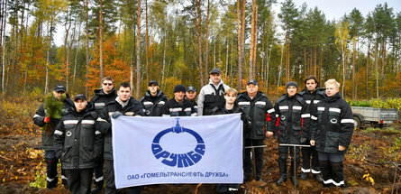 Работники ОАО «Гомельтранснефть Дружба» высадили тысячи саженцев сосны