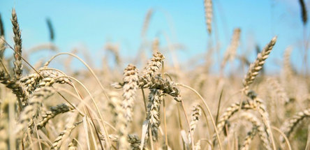 Индонезия заинтересована в удобрениях из Беларуси и РФ 