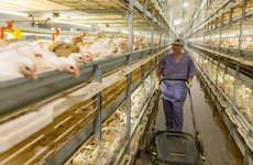 Современный птичник открыт в «Белоруснефть-Особино»