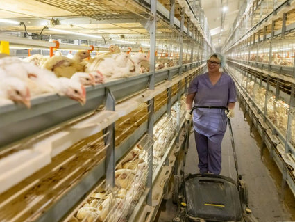 Современный птичник открыт в «Белоруснефть-Особино»