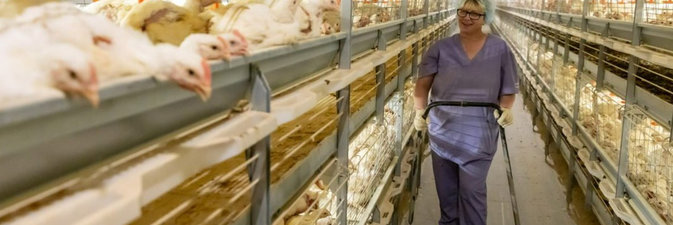 Современный птичник открыт в «Белоруснефть-Особино»