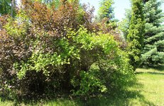 Секрет гармонии ландшафта