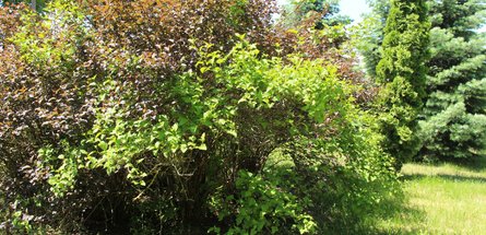 Секрет гармонии ландшафта