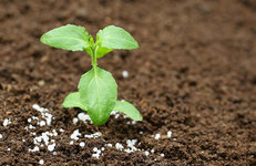 Глобальное потребление азотных удобрений поднимется на 3%