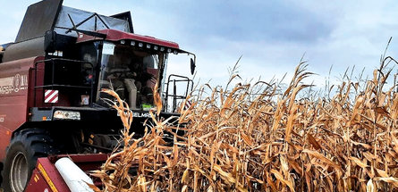 Названы лидеры в уборке зерновых