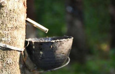 Эксперты прогнозируют дефицит натурального каучука в Китае