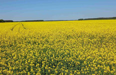 «Полесье-Агроинвест» завершило сев ранних яровых 