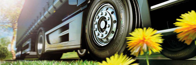 ГЕВЕЯ & ОДУВАНЧИКИ. Натуральный каучук незаменим при производстве шин